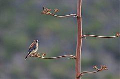 American Kestrel